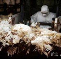 Британски ветеринари са умъртвили 170 хил. кокошки, заразени с птичи грип