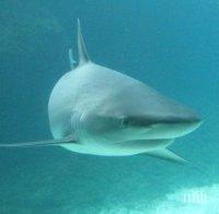 Уникум! Туристи спасиха заседнала на плаж акула