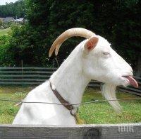 Козел разби главата на възрастен пастир 