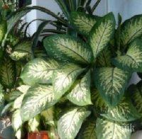 Внимание! Цвете, което вирее във всеки дом, убива за минута