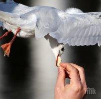 Чайка си направи селфи (видео)