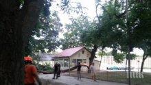 Дърво се разцепи на две в парка в "Аспарухово" във Варна