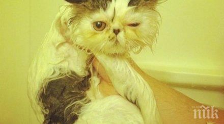 котки вече научиха баните всъщност