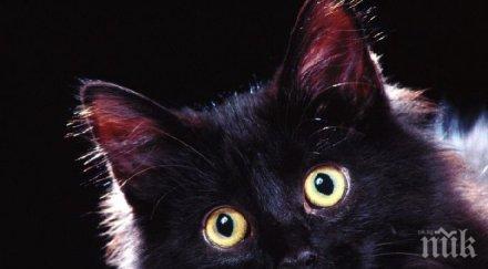 отровиха котки варна