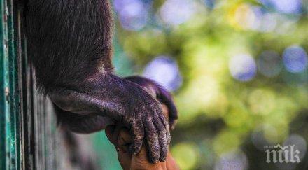 учени човешката ръка примитивна шимпанзето