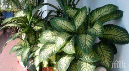 внимание цвете вирее всеки дом убива минута