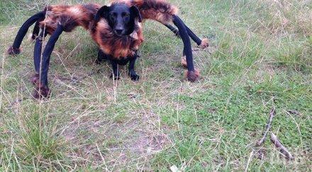 облечено паяк куче кара хората