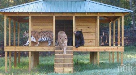 вярване животни станали страхотни приятели прочети тяхната история