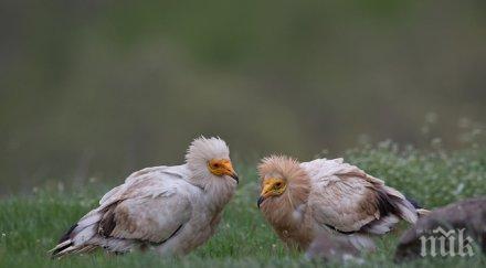 учени страни дойдоха софия заради египетския лешояд