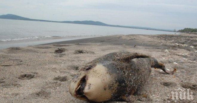 11 мъртви делфина открити по брега