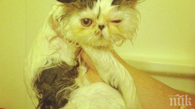 Тези котки вече се научиха, че баните всъщност са... 