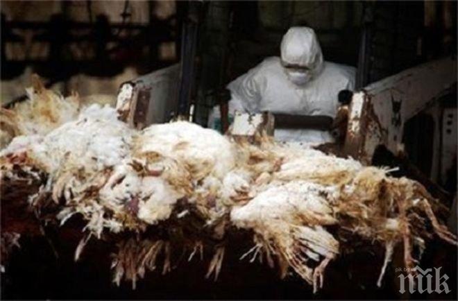 Британски ветеринари са умъртвили 170 хил. кокошки, заразени с птичи грип