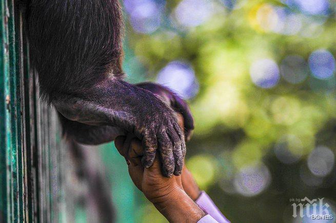 Учени: Човешката ръка е по-примитивна от тази на шимпанзето