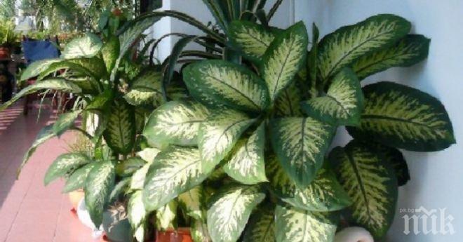 Внимание! Цвете, което вирее във всеки дом, убива за минута