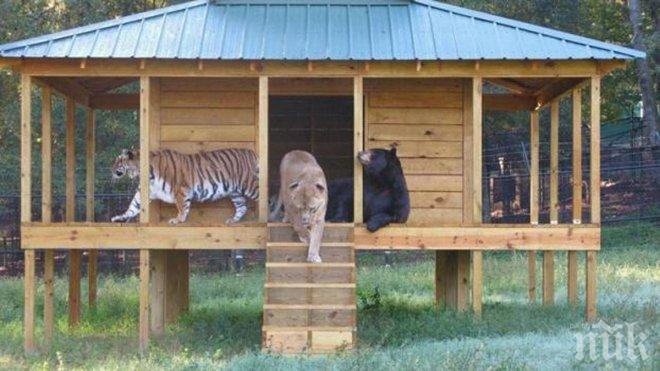 Не е за вярване, че тези животни са станали страхотни приятели, прочети тяхната история!