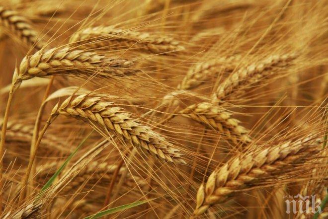 Реколтата на пшеница и ечемик в региона на Стара Загора е рехава