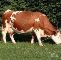 Германия забранява клането на бременни крави