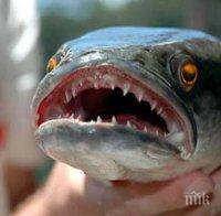 7 души са пострадали от морски дракон до момента