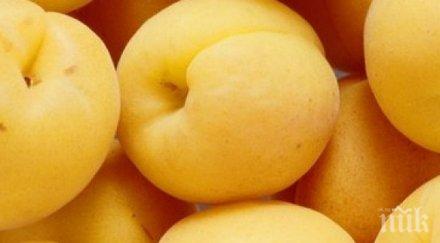 308 тона продукцията кайсии област силистра