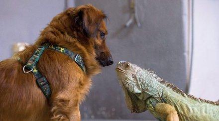 смях гущер язди агне