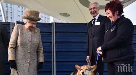 кралицата спира развъждането любимите кучета