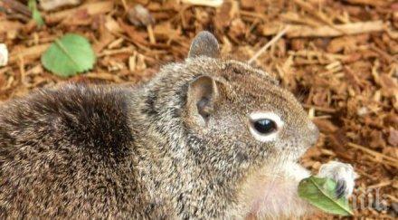 куриоз пияна катерица вилня клуб нанесе щети 300 паунда