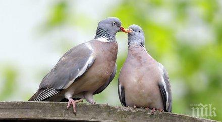 испания намаляват популяцията гълъби противозачатъчни