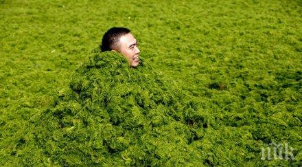 създадоха водорасли вкус бекон