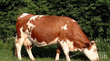 германия забранява клането бременни крави