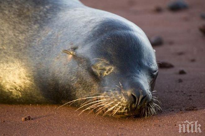 Китаец нае цял луксозен хотел за рождения ден на морски лъв