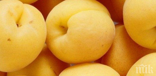 10 308 тона е продукцията от кайсии в област Силистра