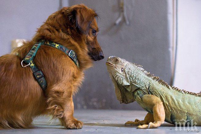 Смях! Гущер язди агне