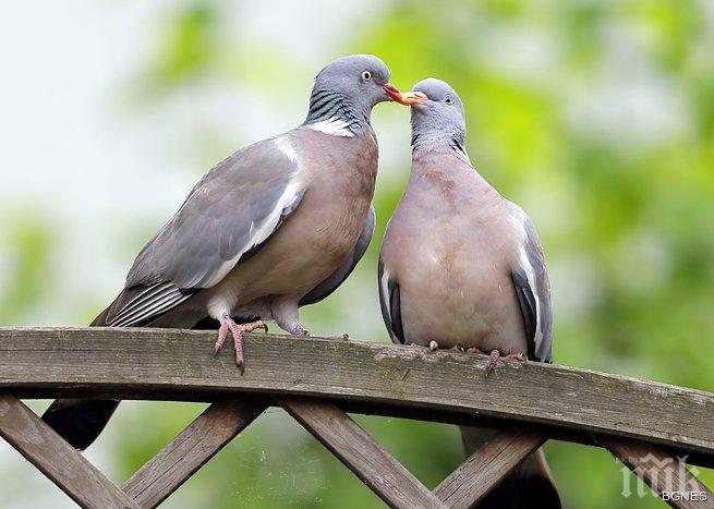 В Испания намаляват популяцията на гълъби с противозачатъчни