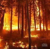 Горещини предизвикаха масивни горски пожари в Калифорния