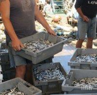 Риболовните кораби вадят само цаца в горещините (снимка)