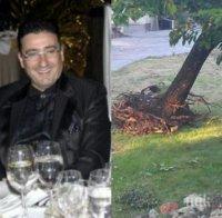 ЕКСКЛУЗИВНО в ПИК! Погнаха богаташите Арабаджиеви за изкоренените японски вишни! Община и граждани заедно срещу безобразието!