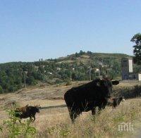 Ваксинация срещу антракс липсва дори в райони, където е задължителна