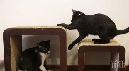 австралия убива котки спаси изчезващи видове