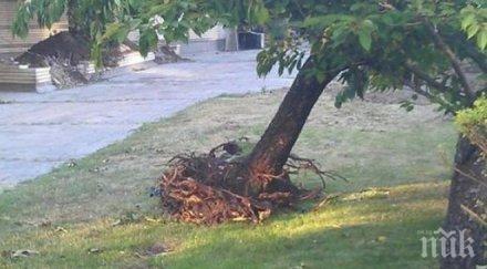 арабаджиеви реагираха материала пик вижте оправдаха отсечената вишна