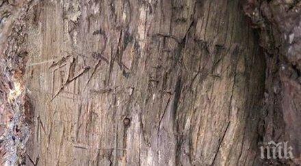 скандал идиоти гравирали байкушевата мура благой георгиев колизеума