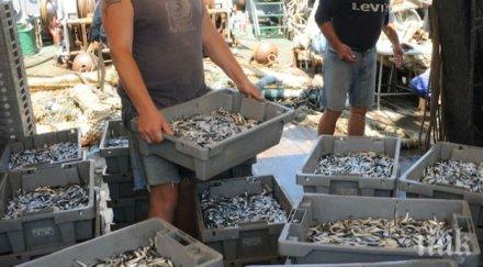 риболовните кораби вадят цаца горещините снимка