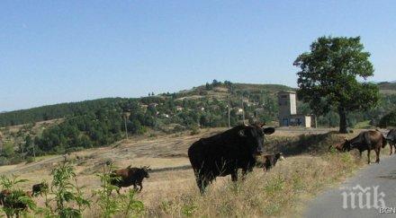 ваксинация антракс липсва райони където задължителна