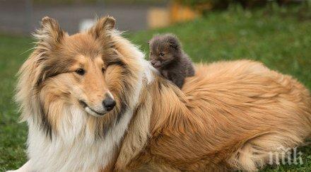 правят пет площадки домашни любимци владиславово