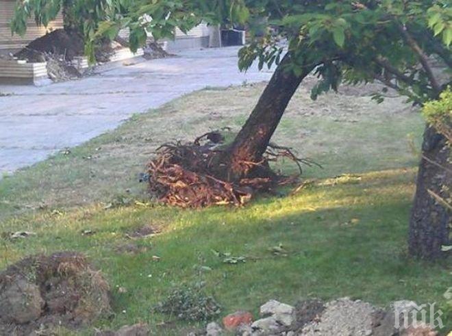 Арабаджиеви реагираха на материала на ПИК, вижте как се оправдаха за отсечената вишна!