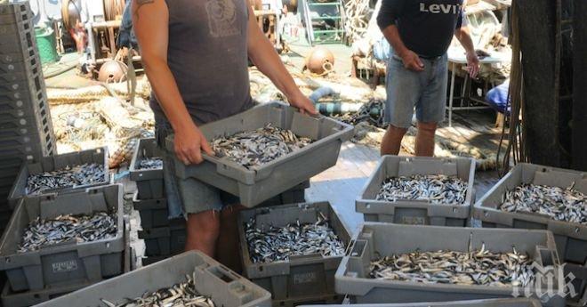 Риболовните кораби вадят само цаца в горещините (снимка)