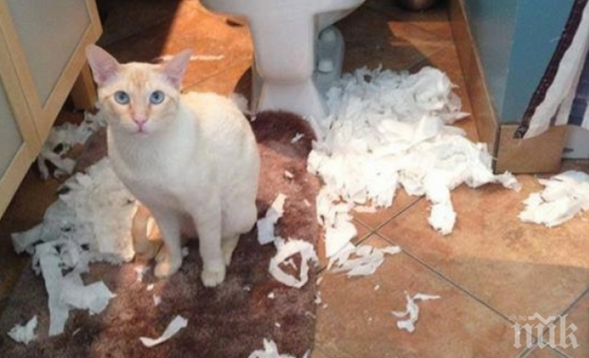 Тези котки не ги интересува какви последствия ще има за техните стопани