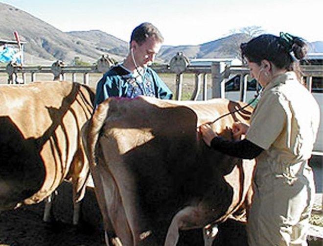Ветеринарните власти се задействаха срещу заразата от антракс - вижте мерките, които взимат