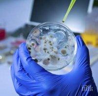 Заразата от антракс във Варненско е овладяна
