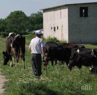 Епидемия няма, ваксинират 600 животни срещу антракс в Млада гвардия