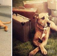 Тези снимки са направени с възможност кучетата да получат втори шанс...